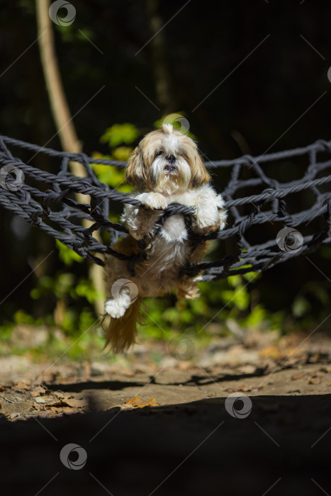 Скачать собака ши-тцу лежит в гамаке фотосток Ozero
