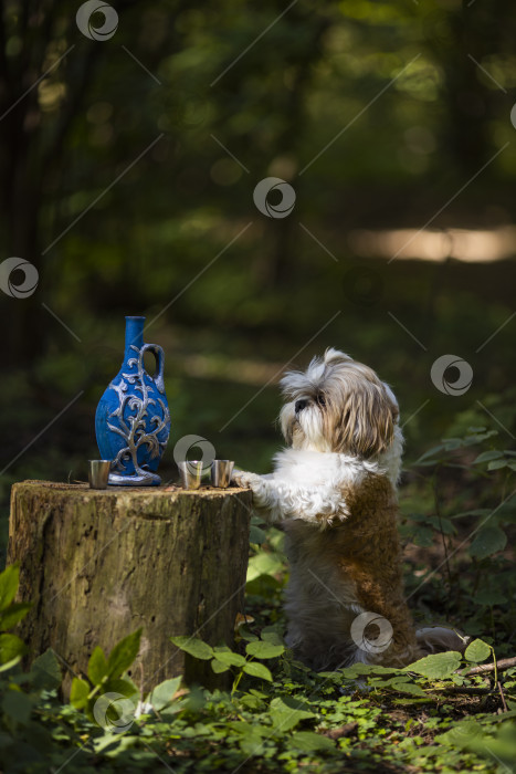 Скачать собака ши-тцу в голубой бутылочке фотосток Ozero