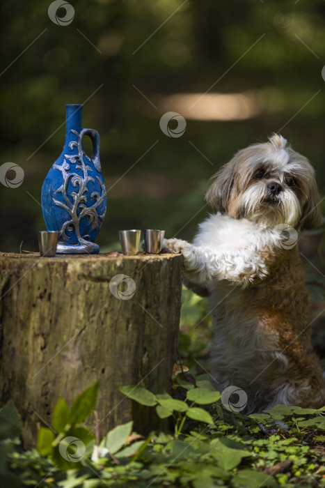Скачать собака ши тцу с синей бутылкой фотосток Ozero