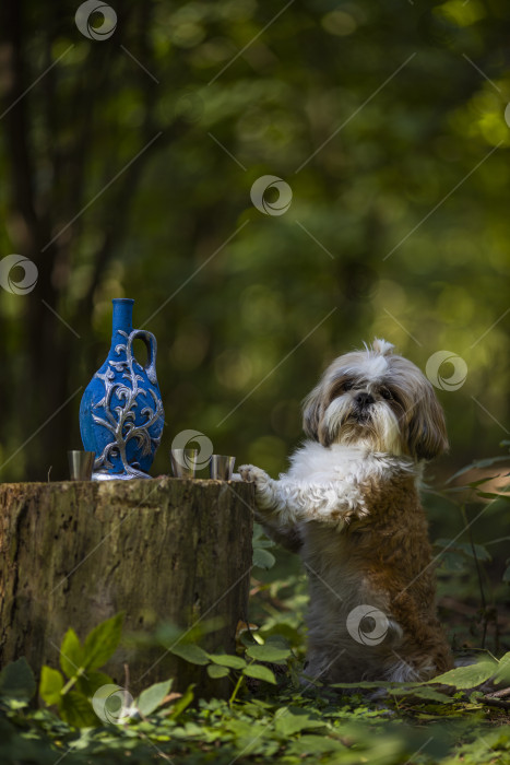 Скачать собака ши тцу с синей бутылкой фотосток Ozero