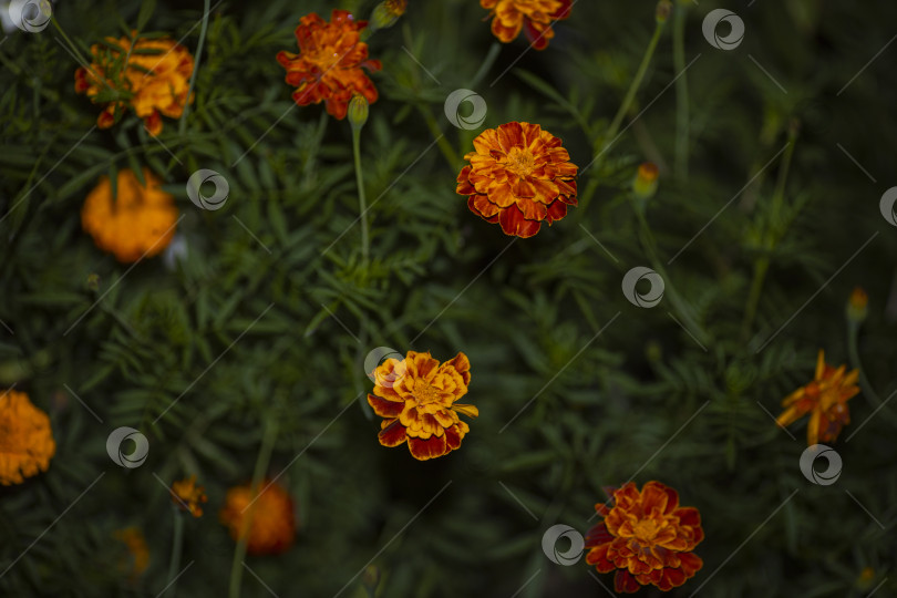 Скачать цветы в саду фотосток Ozero