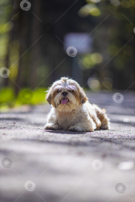 Скачать собака ши тцу лежит фотосток Ozero