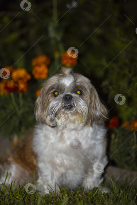Скачать собака ши тцу сидит в цветах фотосток Ozero