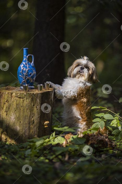 Скачать собака ши тцу с синей бутылкой фотосток Ozero