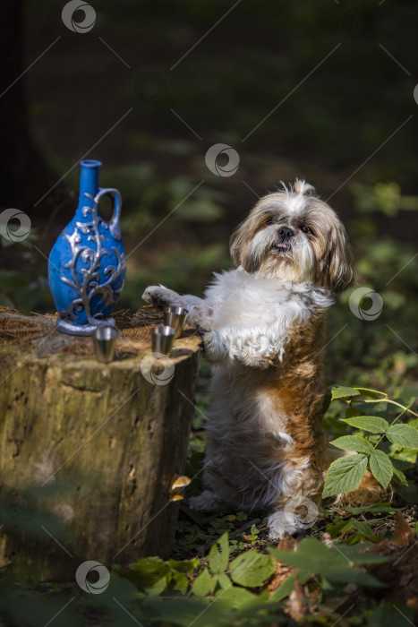 Скачать собака ши-тцу в голубой бутылочке фотосток Ozero