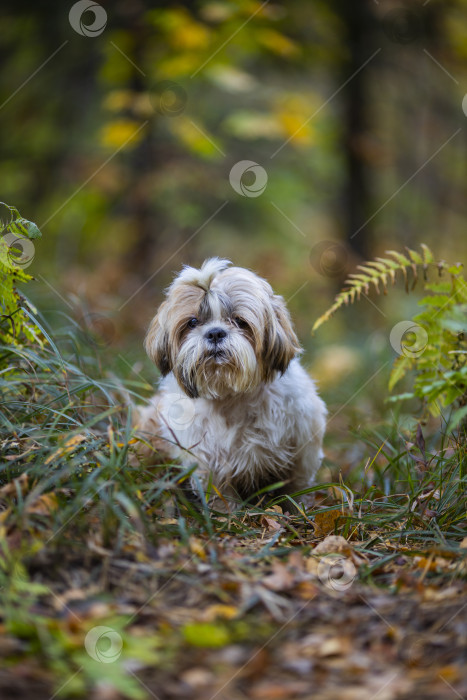 Скачать собака ши тцу сидит на дороге фотосток Ozero