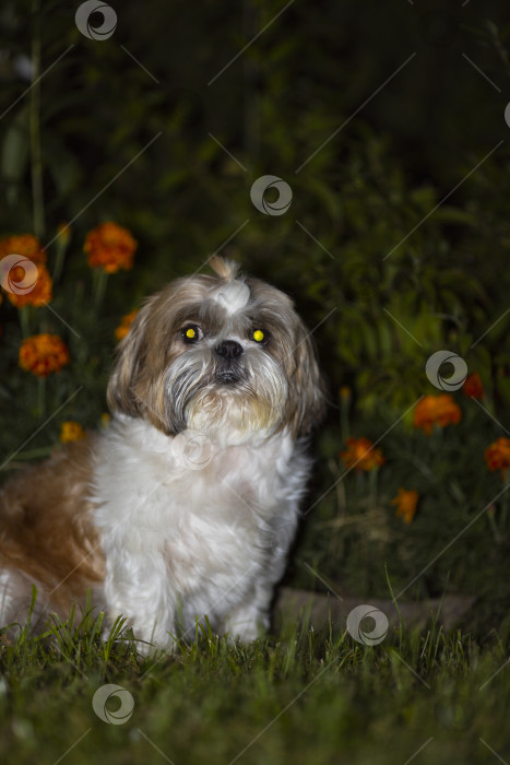 Скачать собака ши тцу сидит в цветах фотосток Ozero