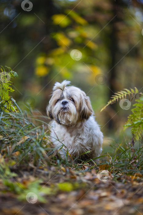 Скачать собака ши тцу сидит фотосток Ozero