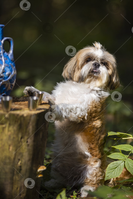 Скачать собака ши тцу с синей бутылкой фотосток Ozero