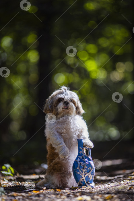 Скачать собака ши-тцу в голубой бутылочке фотосток Ozero