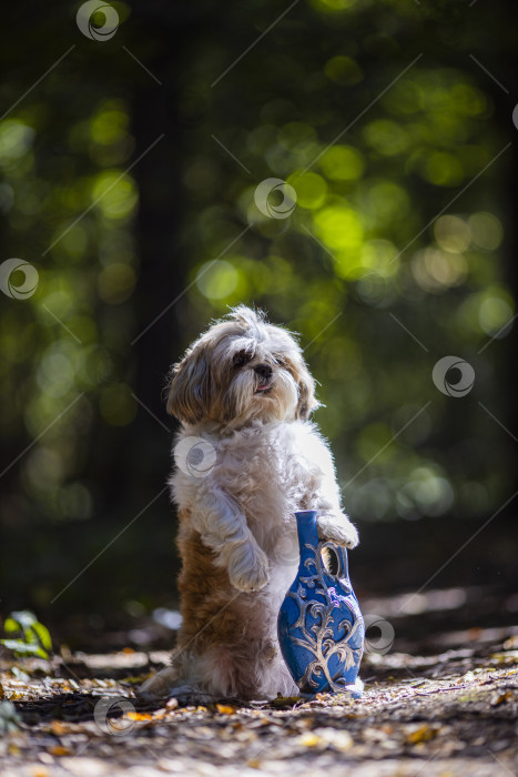 Скачать собака ши тцу с синей бутылкой фотосток Ozero