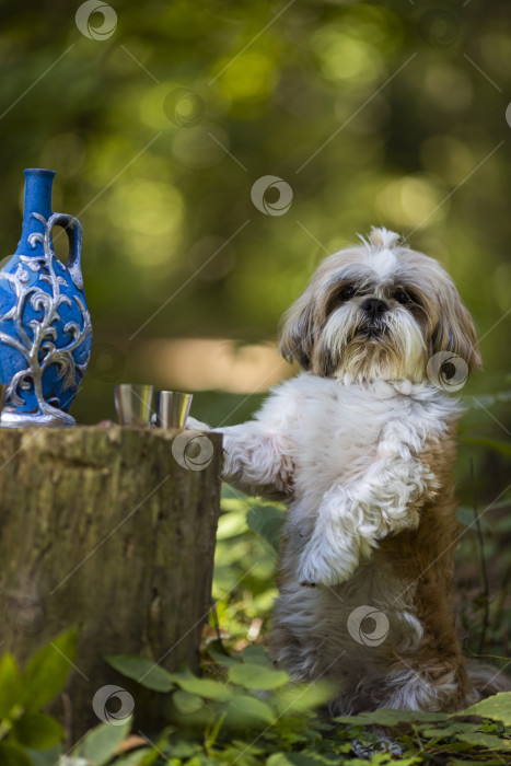 Скачать собака ши-тцу в голубой бутылочке фотосток Ozero
