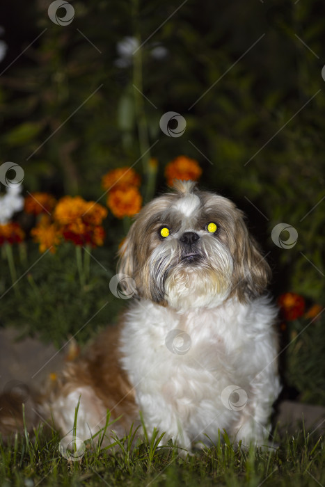 Скачать собака ши тцу сидит в цветах фотосток Ozero