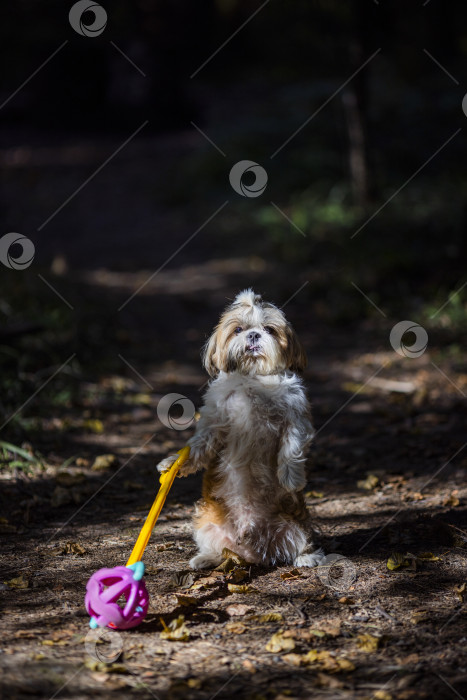 Скачать собака ши тцу с игрушкой фотосток Ozero