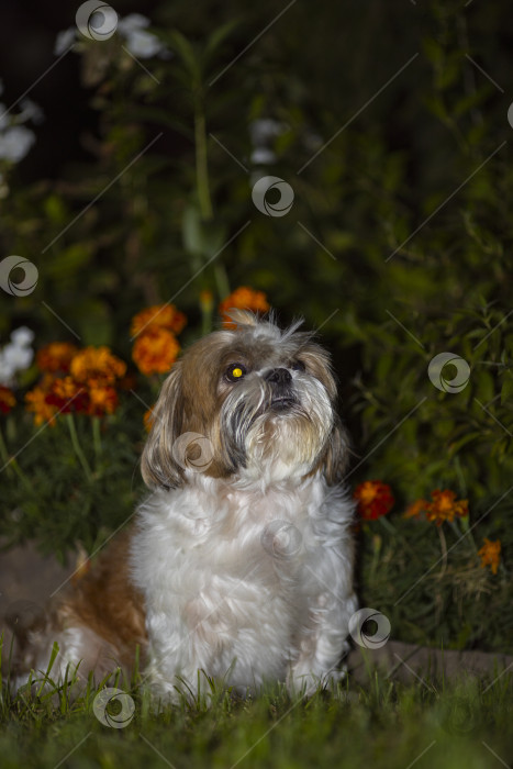 Скачать собака ши-тцу сидит в цветах фотосток Ozero