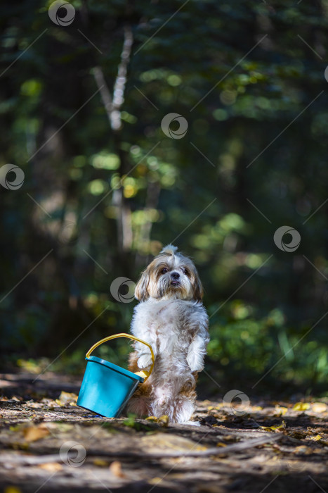 Скачать собака ши тцу с ведром фотосток Ozero