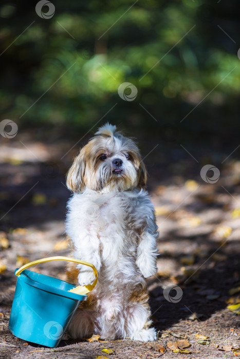 Скачать собака ши-тцу с ведром фотосток Ozero