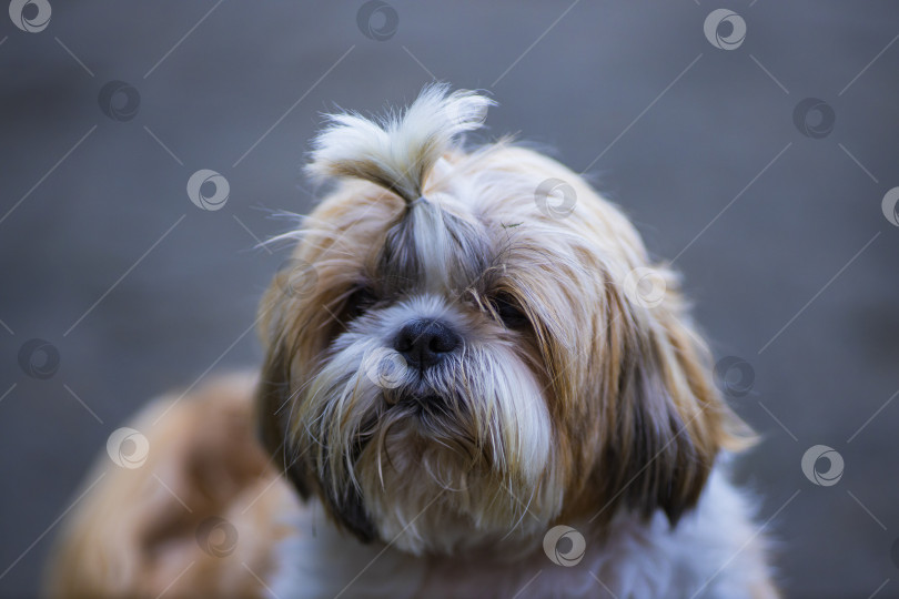 Скачать собака ши тцу гуляет фотосток Ozero