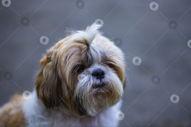 Скачать собака ши тцу гуляет фотосток Ozero