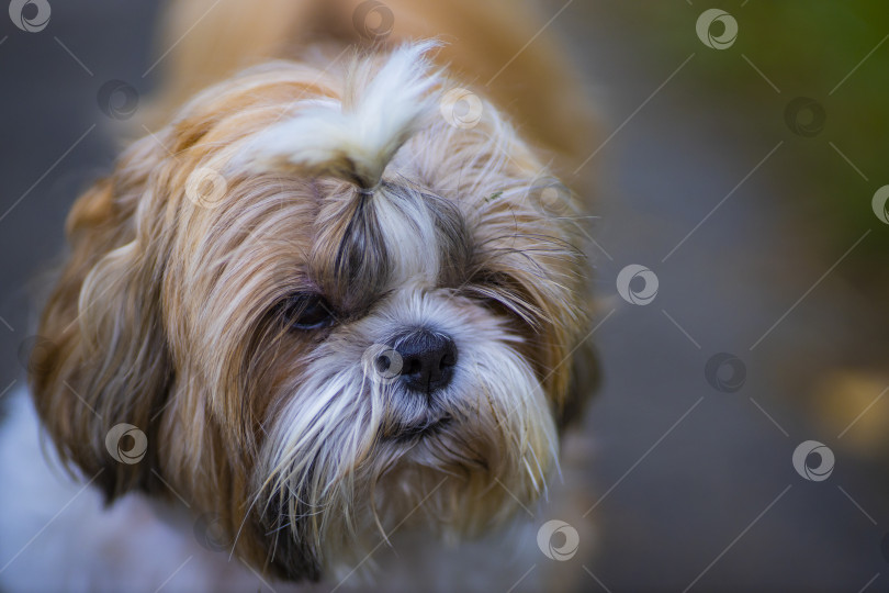 Скачать прогулки с собакой ши-тцу фотосток Ozero