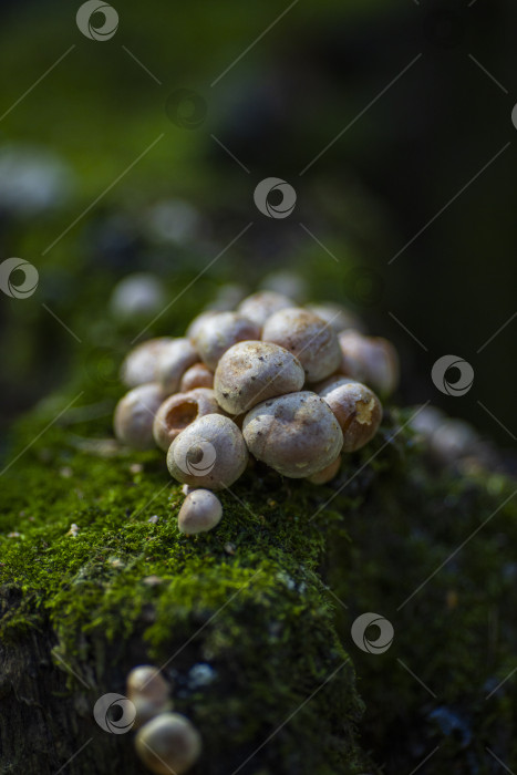 Скачать гриб растущий фотосток Ozero