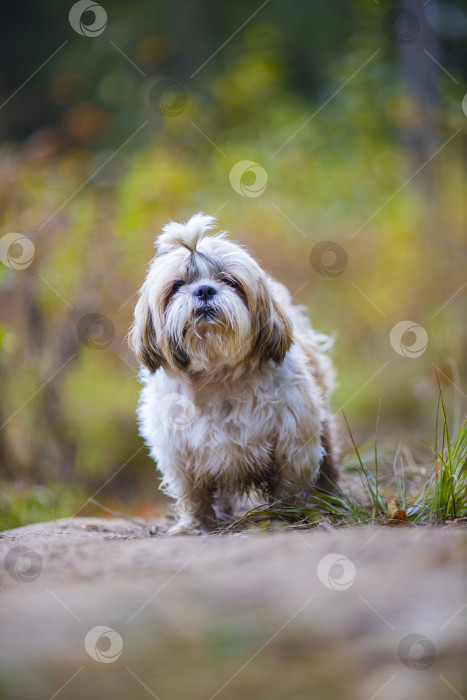 Скачать собака ши тцу сидит на дороге фотосток Ozero