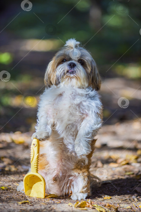 Скачать собака ши тцу с лопатой фотосток Ozero