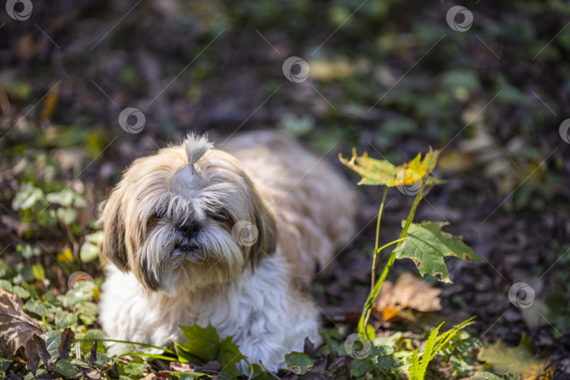 Скачать собака ши тцу лежит фотосток Ozero