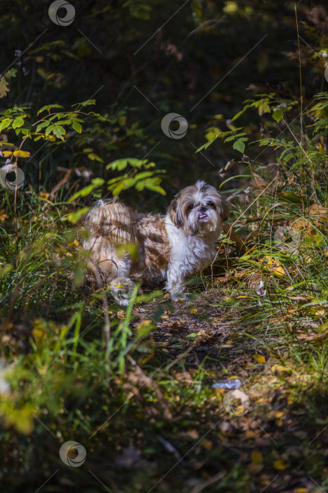 Скачать собака ши тцу стоит фотосток Ozero