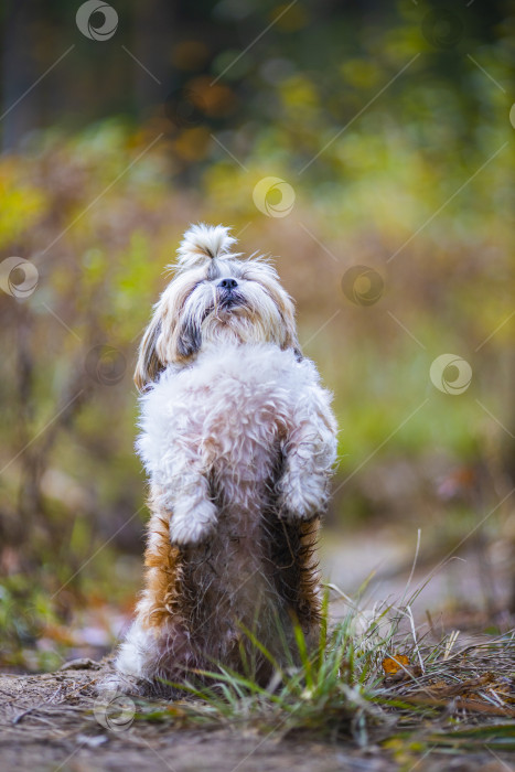 Скачать собака ши тцу стоит фотосток Ozero