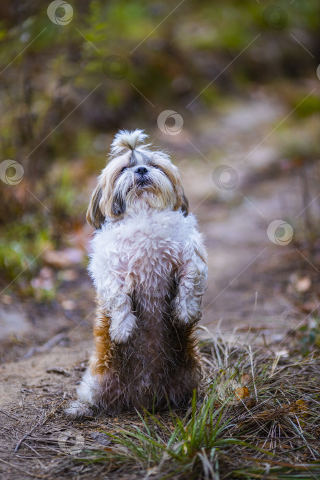 Скачать собака ши тцу стоит на дороге фотосток Ozero