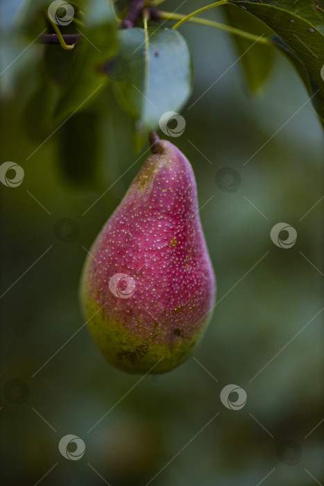 Скачать фрукт - груша фотосток Ozero