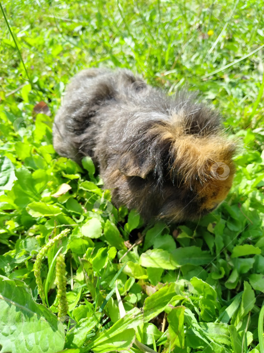Скачать Морская свинка ест траву в саду. Морская свинка Cavia porcellus фотосток Ozero