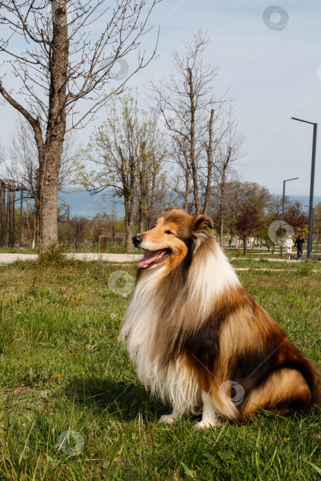 Скачать Собака колли сидит на траве в парке фотосток Ozero