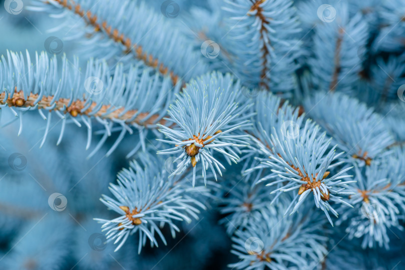 Скачать Голубая ель фотосток Ozero