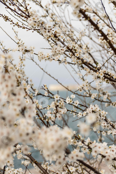 Скачать Цветущие деревья на фоне моря фотосток Ozero