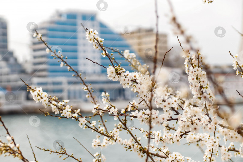 Скачать В городе цветут деревья фотосток Ozero