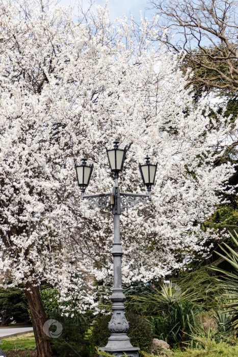 Скачать Дерево в парке расцветает белыми цветами фотосток Ozero
