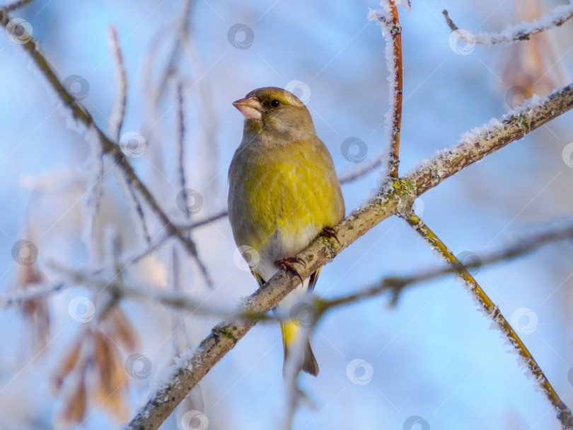 Скачать Европейский зеленушка, или Carduelis chloris фотосток Ozero