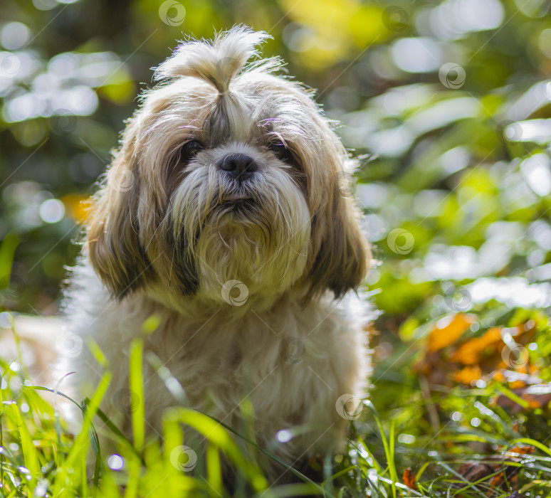 Скачать собака ши-тцу на траве фотосток Ozero