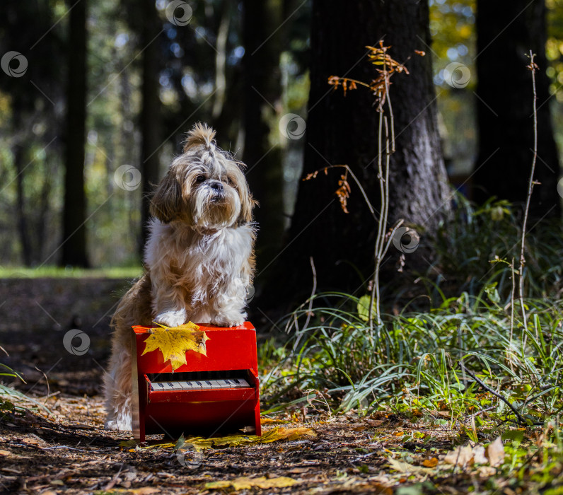 Скачать собака ши-тцу с красным роялем фотосток Ozero