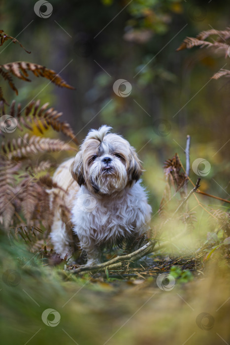 Скачать собака ши тцу в траве фотосток Ozero