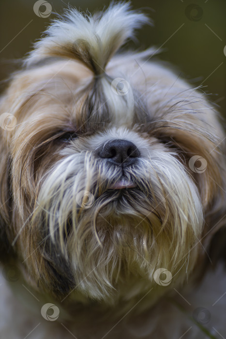 Скачать прогулки с собакой ши-тцу фотосток Ozero