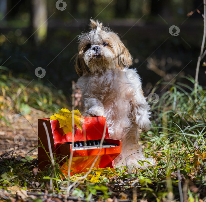 Скачать собака ши тцу с красным пианино фотосток Ozero