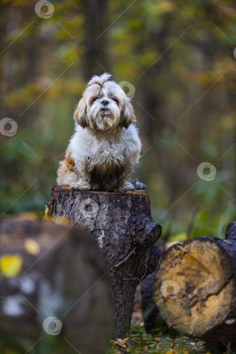Скачать собака ши-тцу на спиленном дереве фотосток Ozero