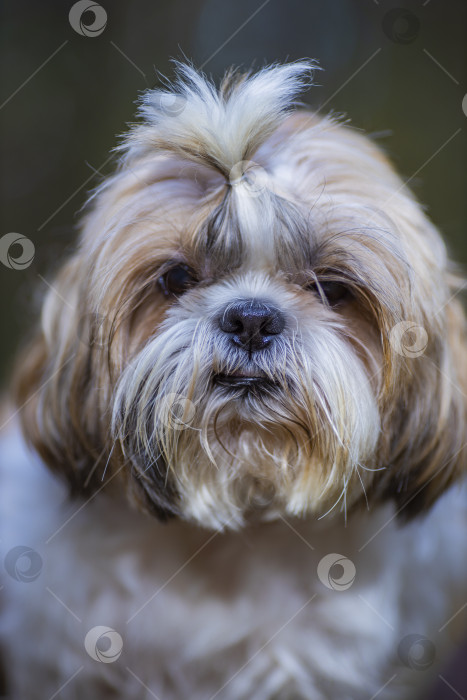 Скачать собака ши тцу гуляет фотосток Ozero