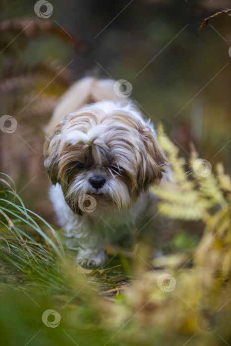 Скачать собака ши-тцу в траве фотосток Ozero