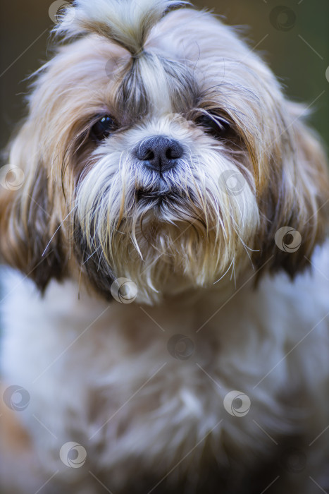 Скачать собака ши тцу гуляет фотосток Ozero