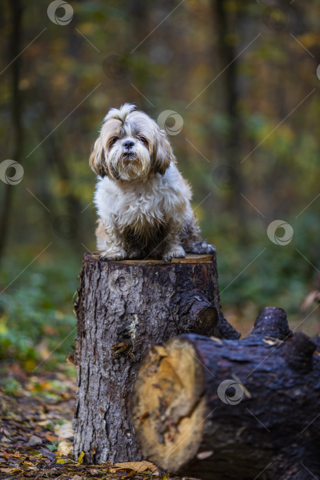 Скачать собака ши тцу на спиленном дереве фотосток Ozero