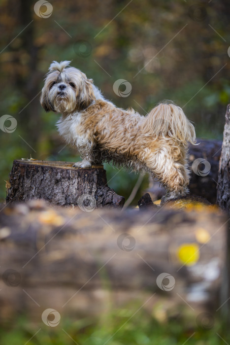 Скачать собака ши тцу на спиленном дереве фотосток Ozero